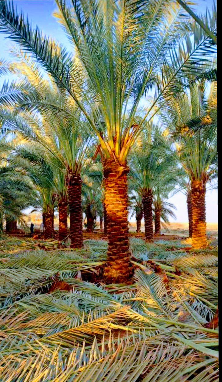 توريد وغرس جميع انواع النخيل الزينة والمثمرة يشمل