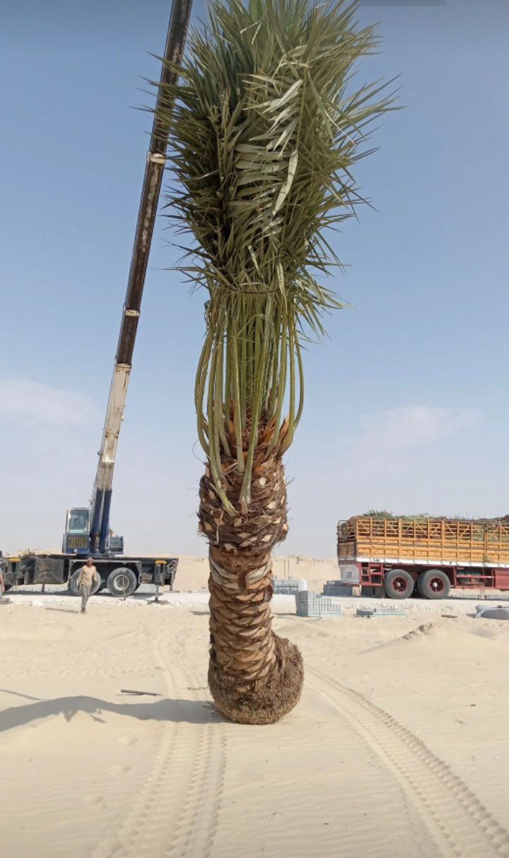 نخل للبيع عربي مثمر وزينه واشنطني ملوكي