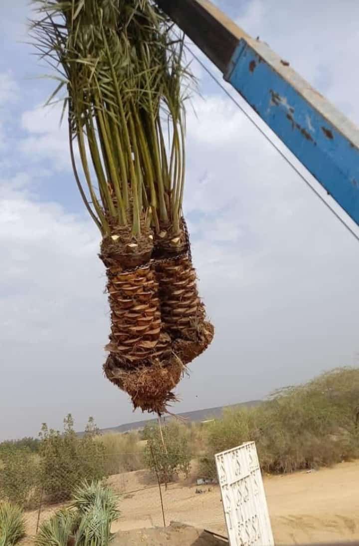 نخل للبيع بجميع انواعه ومقاساته