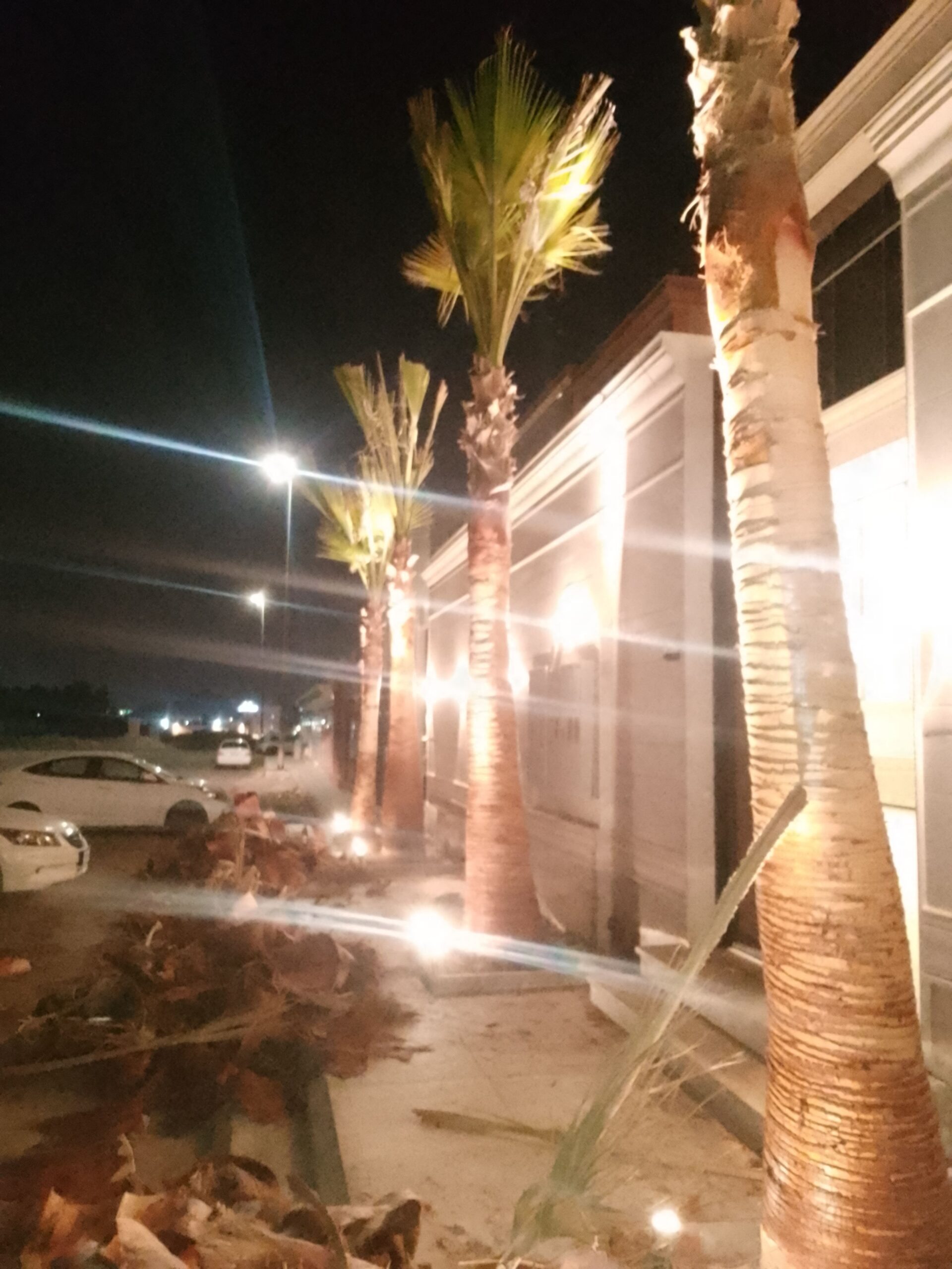 تكريب نخيل وواشنطونيا وتنسيق الحدائق