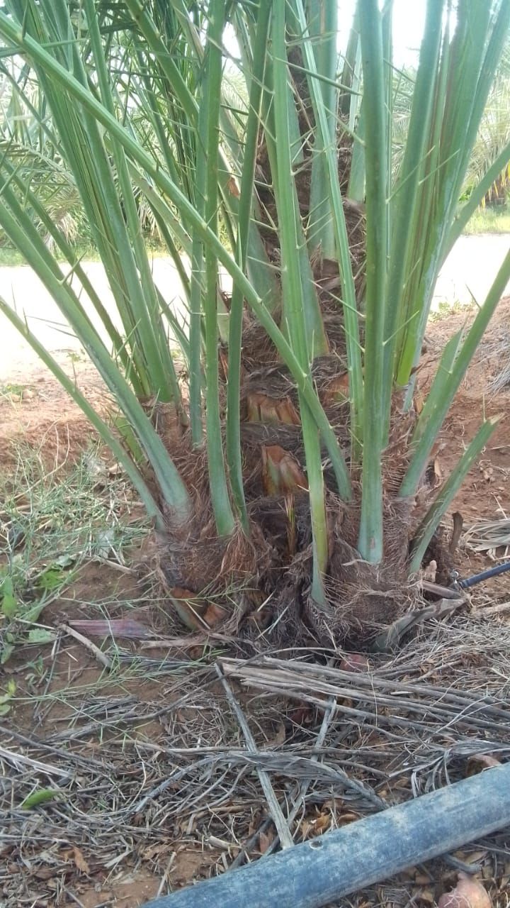 فراخه وجثايث وفسايل طيبه