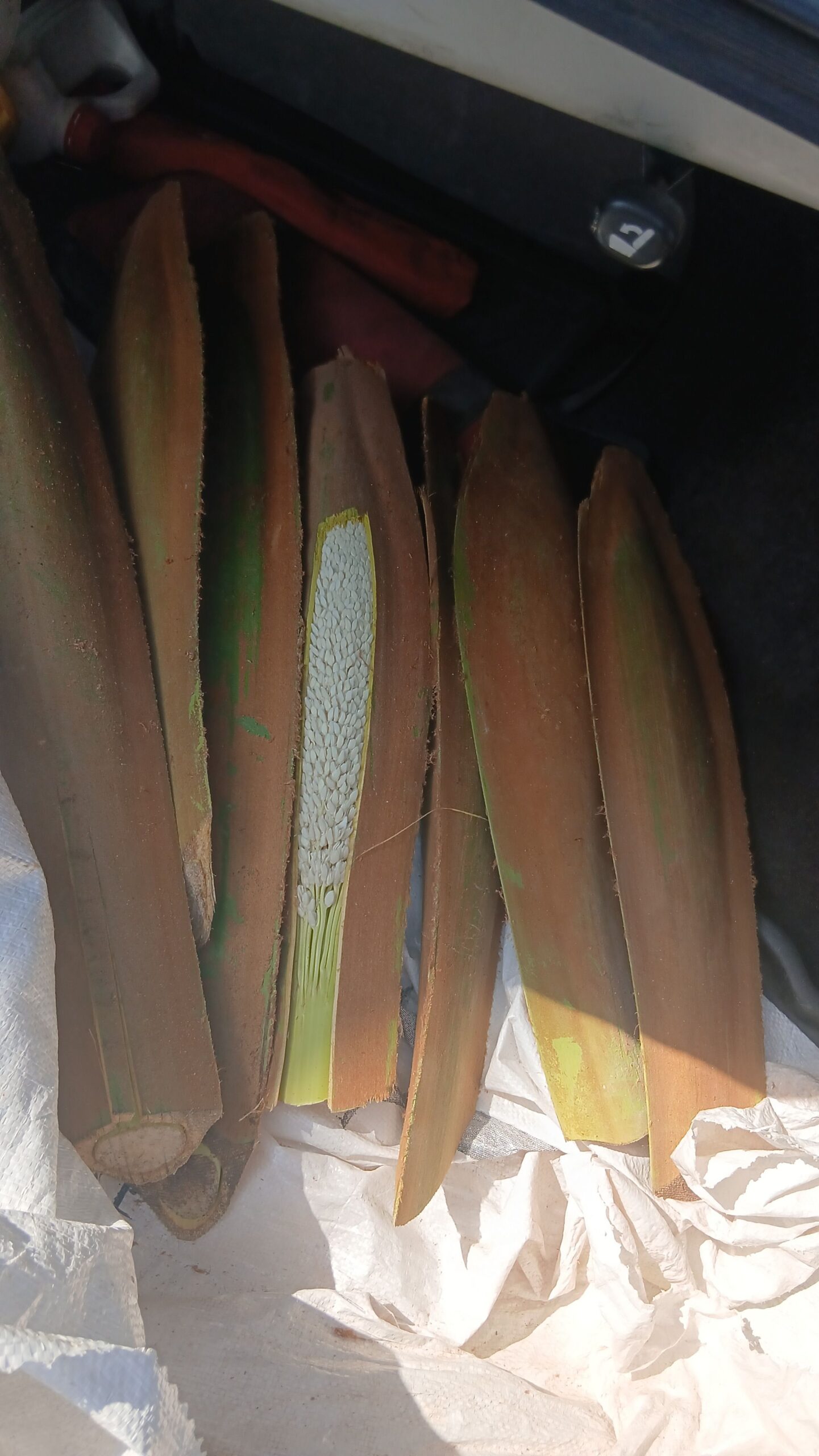 لقاح النخله الواحده 100 ريال شراء القرف الواحد ب 5