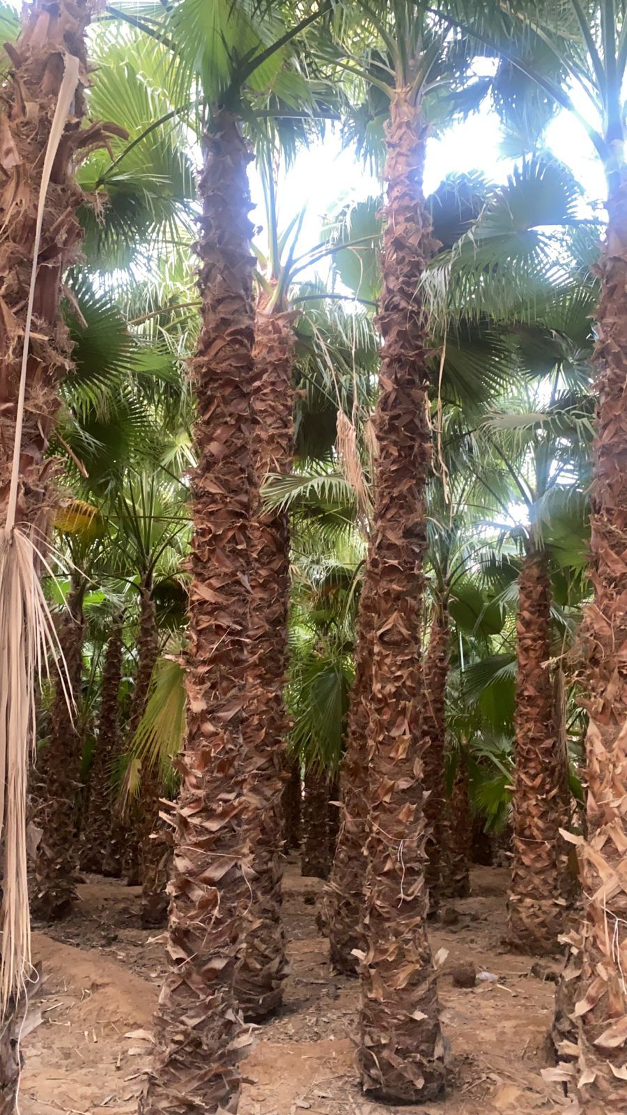 نخيل للبيع بجميع انواعه ومقاساته