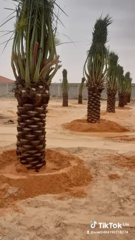 توريد جميع انواع النخيل الزينة والمثمره وتوريد وتر