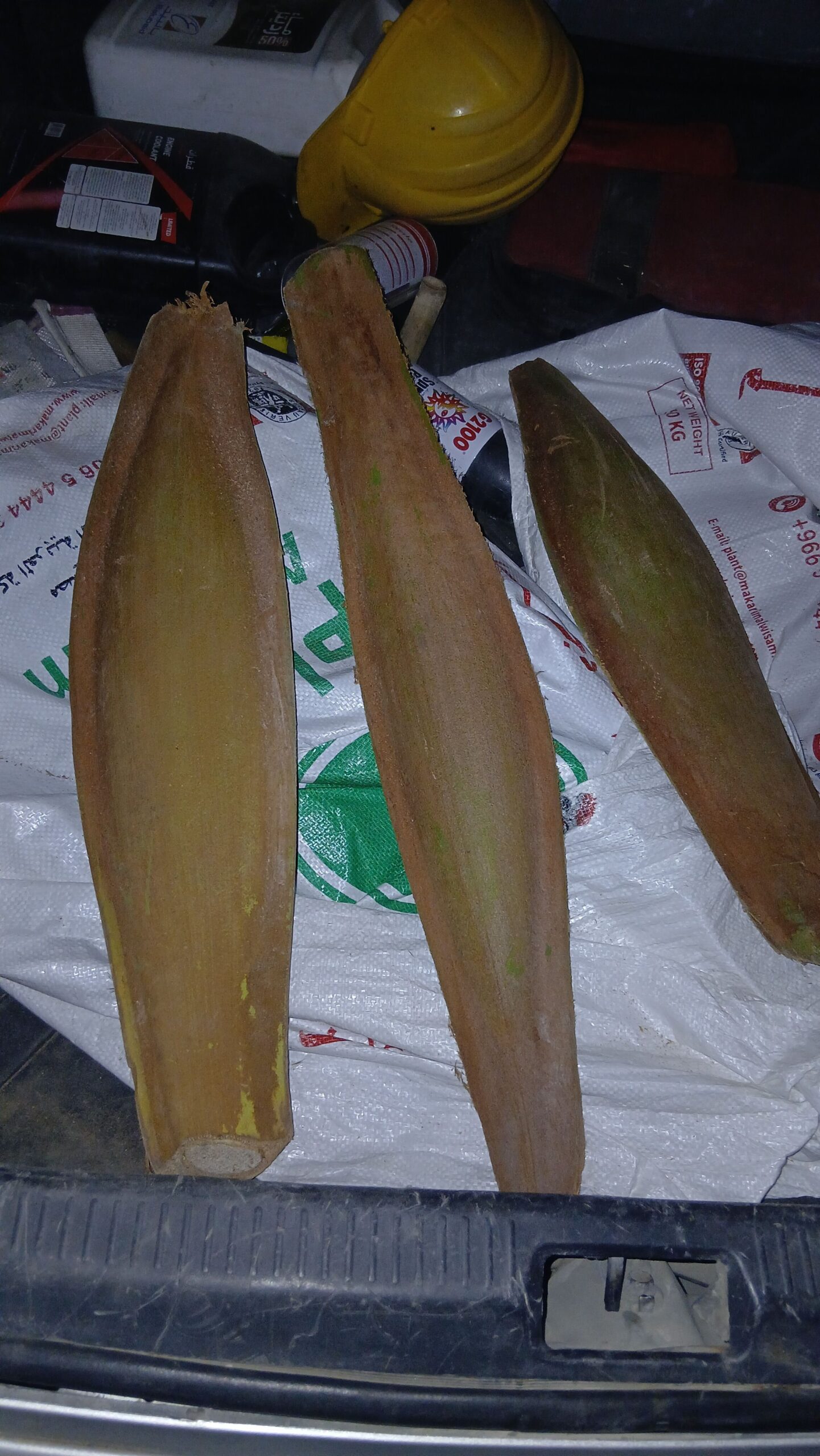 لقاح النخله الواحده 100 ريال شراء القرف الواحد ب 5