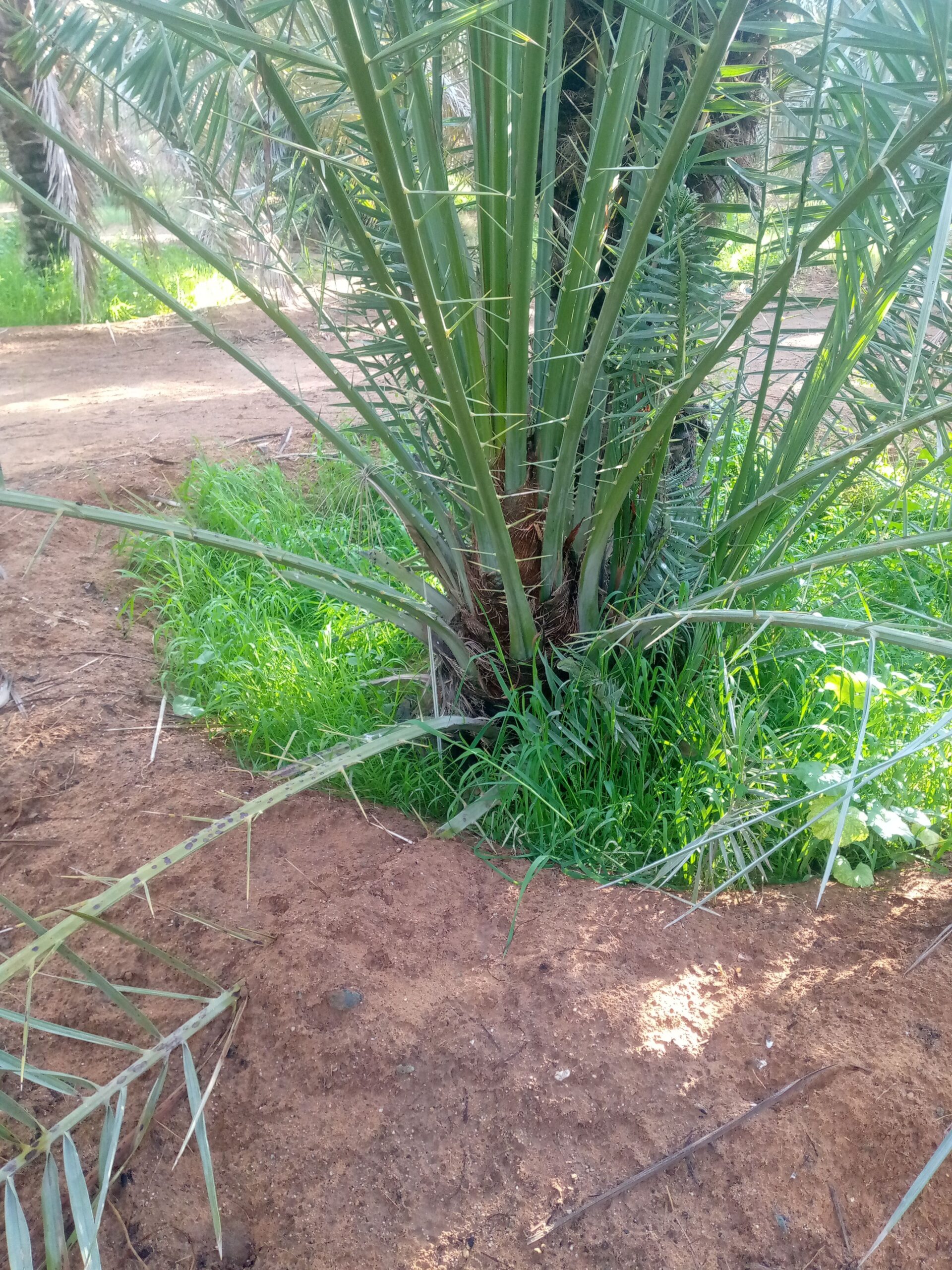 فراخه وجثايث وفسايل طيبه