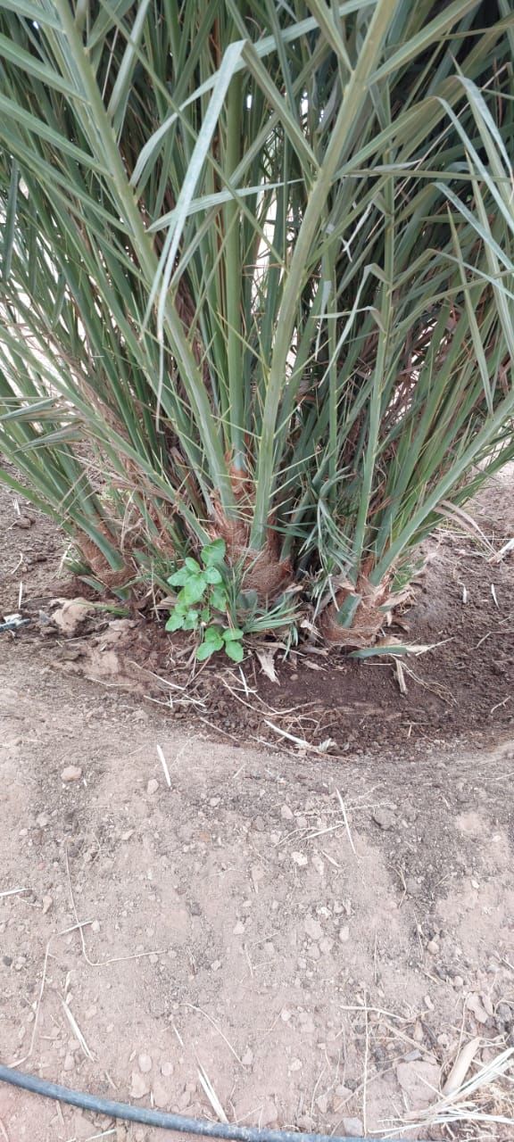 نوصل الا انحاء مملكه وتصدير الامارات الكويت البحري