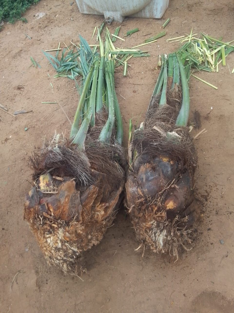 فراخه وجثايث وفسايل طيبه