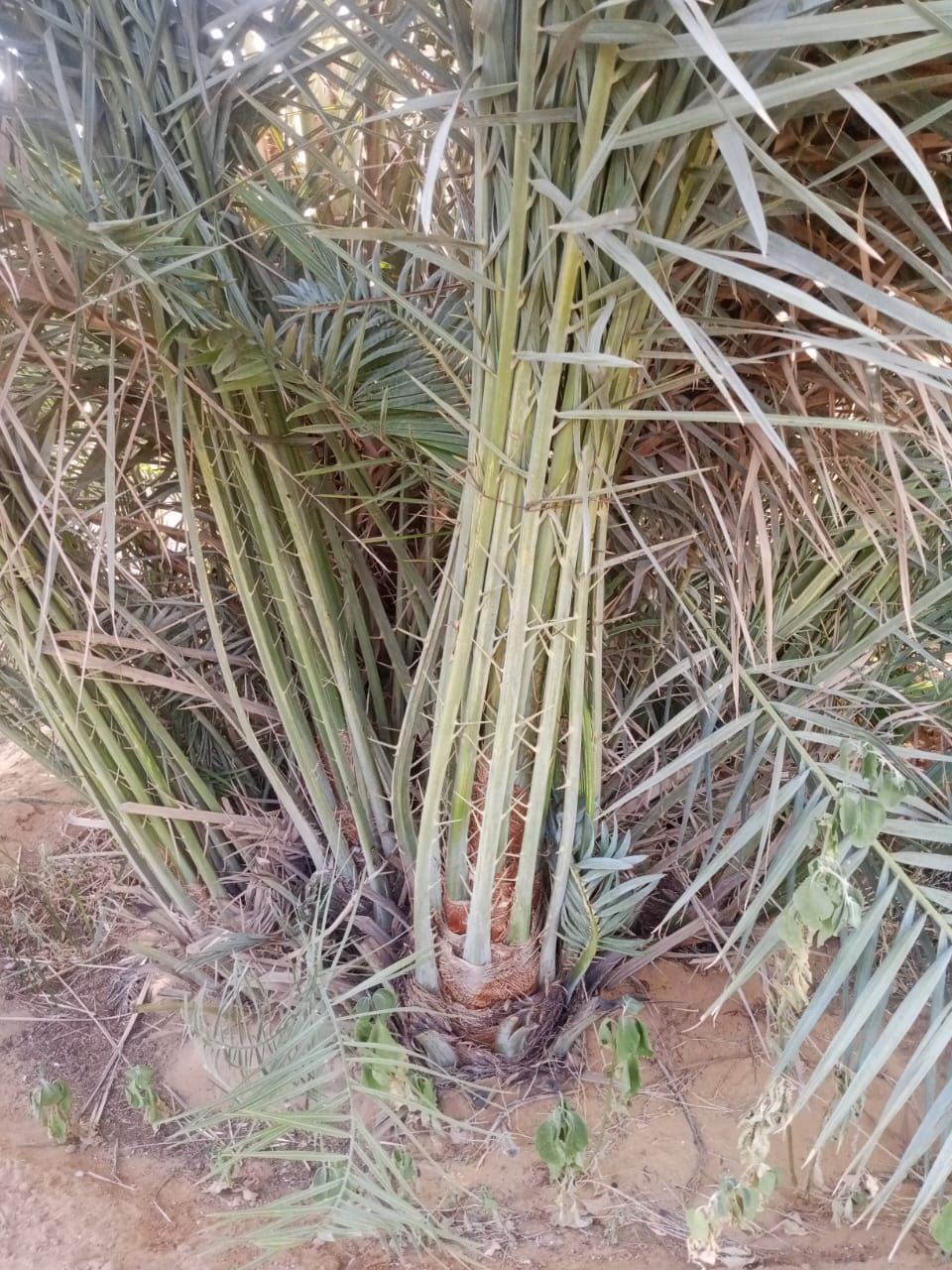 فراخه وجثايث كبار