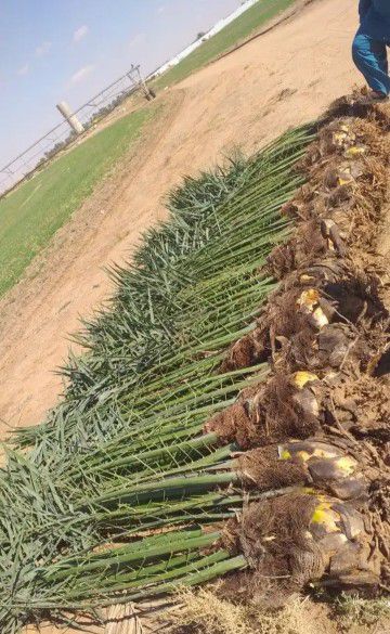 توريد جميع انواع النخيل الزينة والمثمره وتوريد وتر