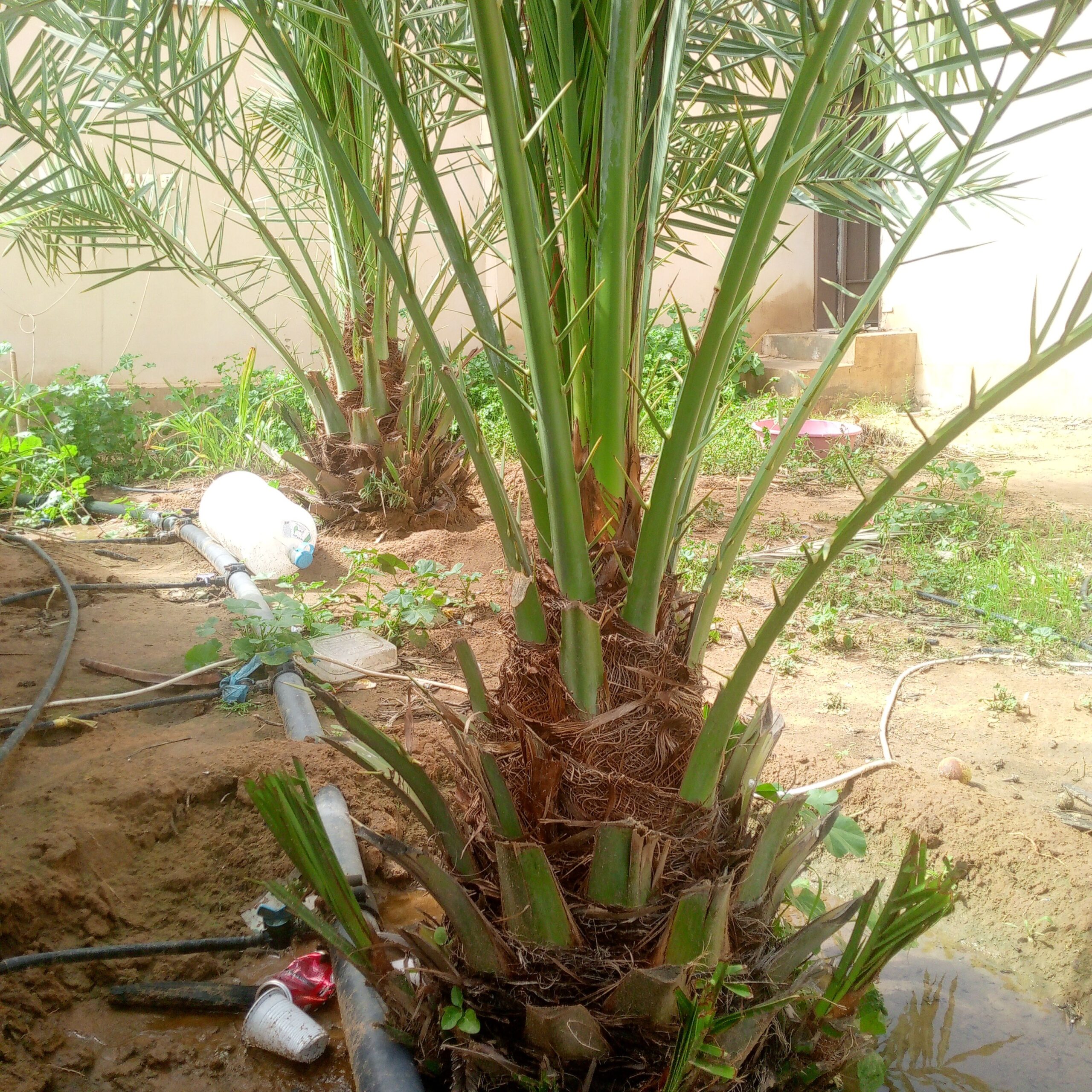 السلام عليكم يوجد لدينا فروخ وجثايث نخل ونواصل لجم