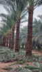 توريد جميع انواع النخيل الزينة والمثمره وتوريد وتر