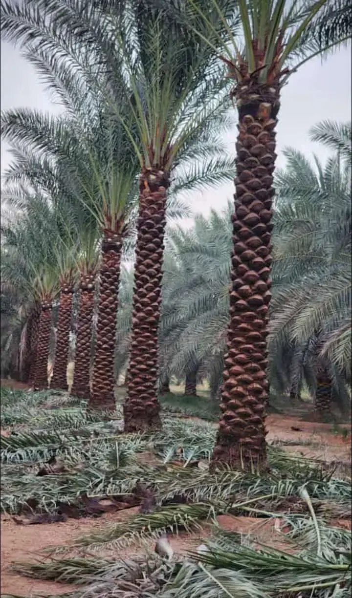 توريد جميع انواع النخيل الزينة والمثمره وتوريد وتر