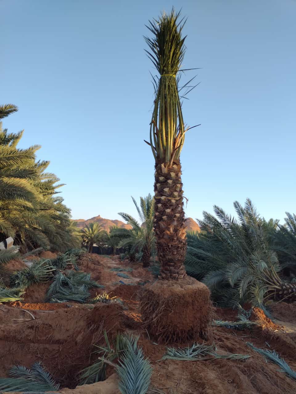 نخيل للبيع عربي مثمر وزينه واشنطني ملوكي