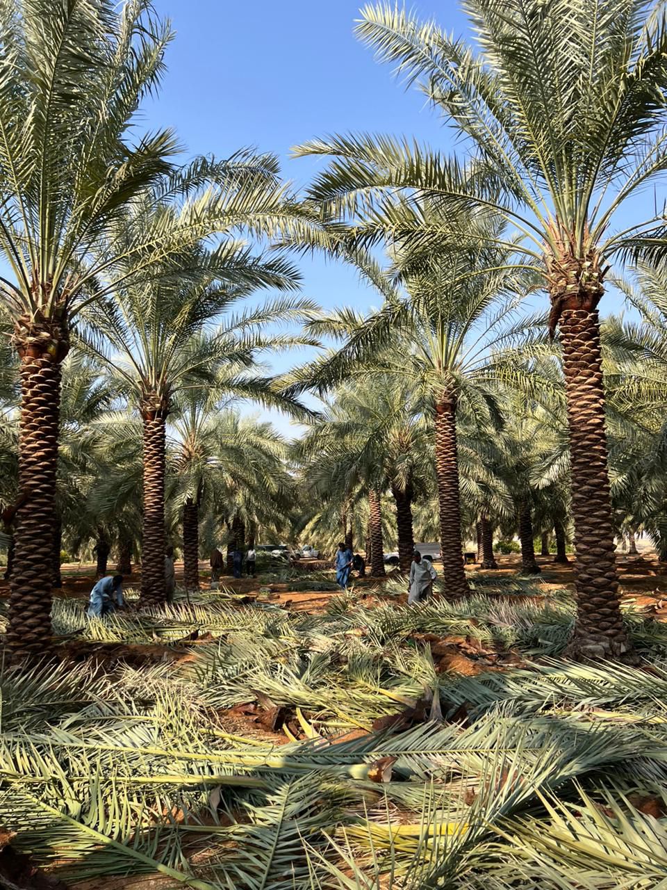 نخل للبيع بجميع انواعه ومقاساته