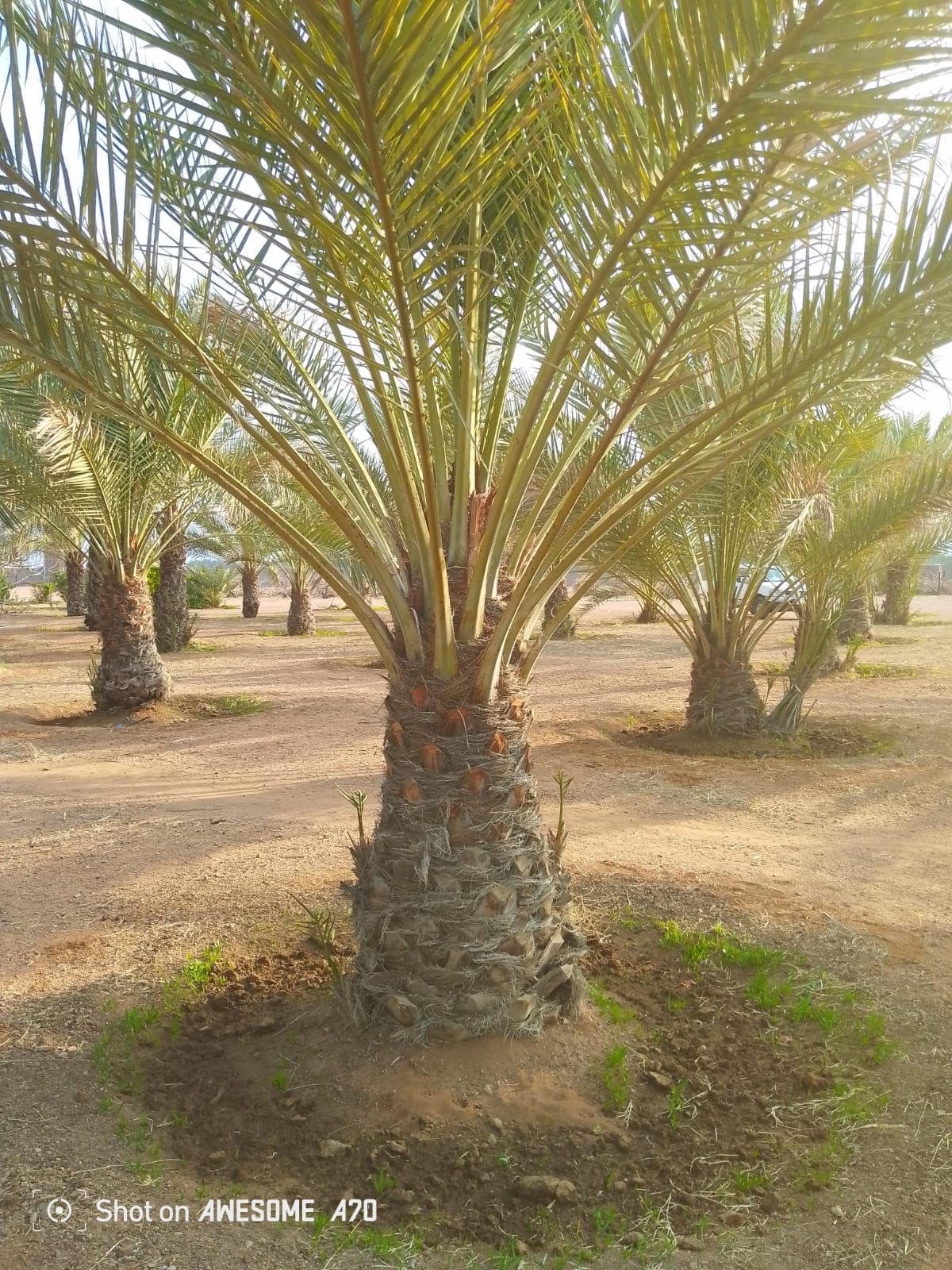 نوصل الا انحاء مملكه وتصدير الامارات الكويت البحري