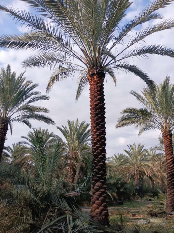 نخيل للبيع بجميع انواعه ومقاساته