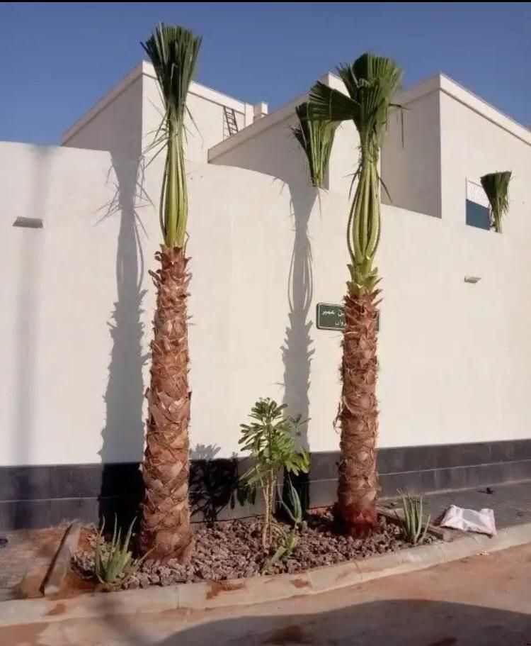 نخل للبيع بجميع انواعه ومقاساته