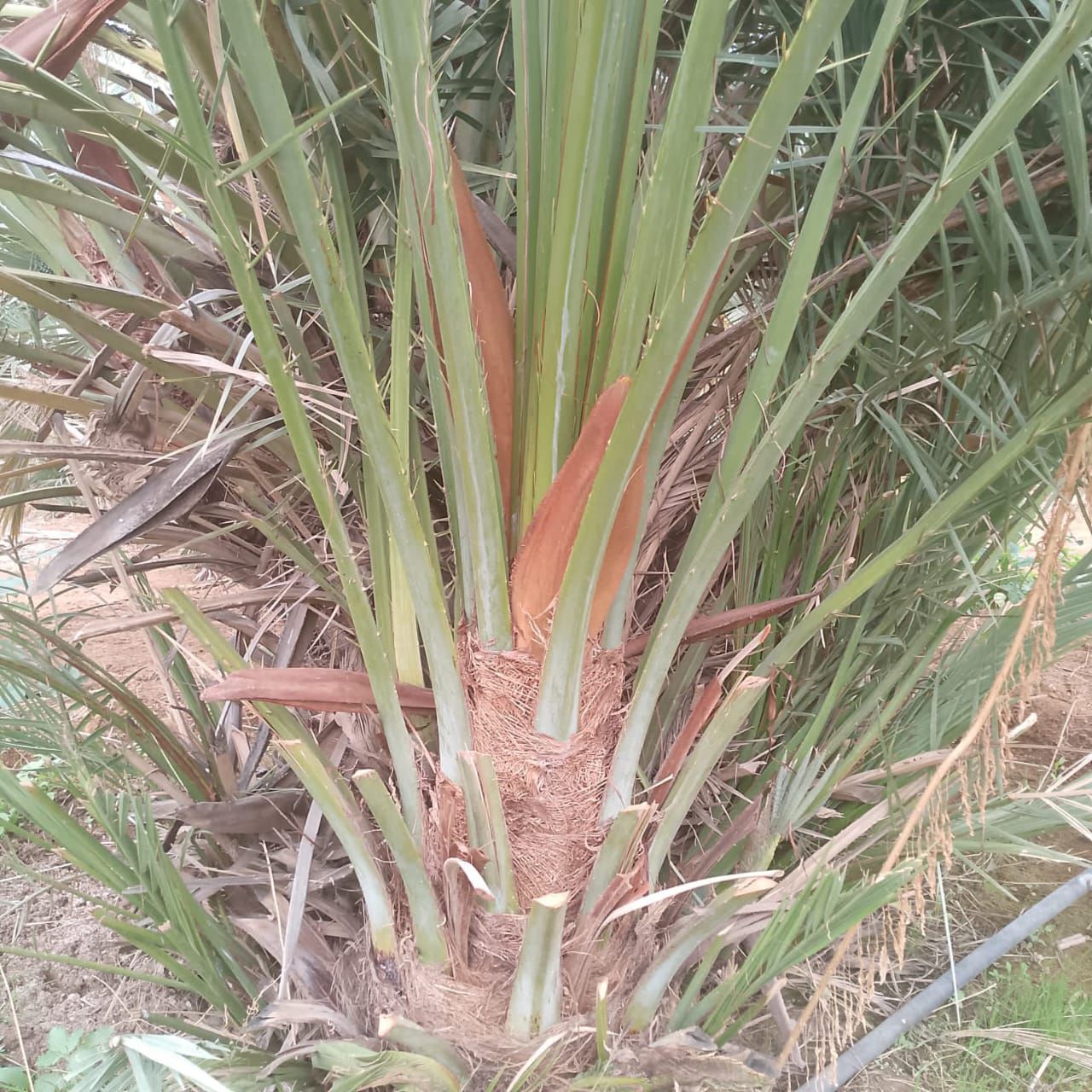 فراخه وجثايث كبار