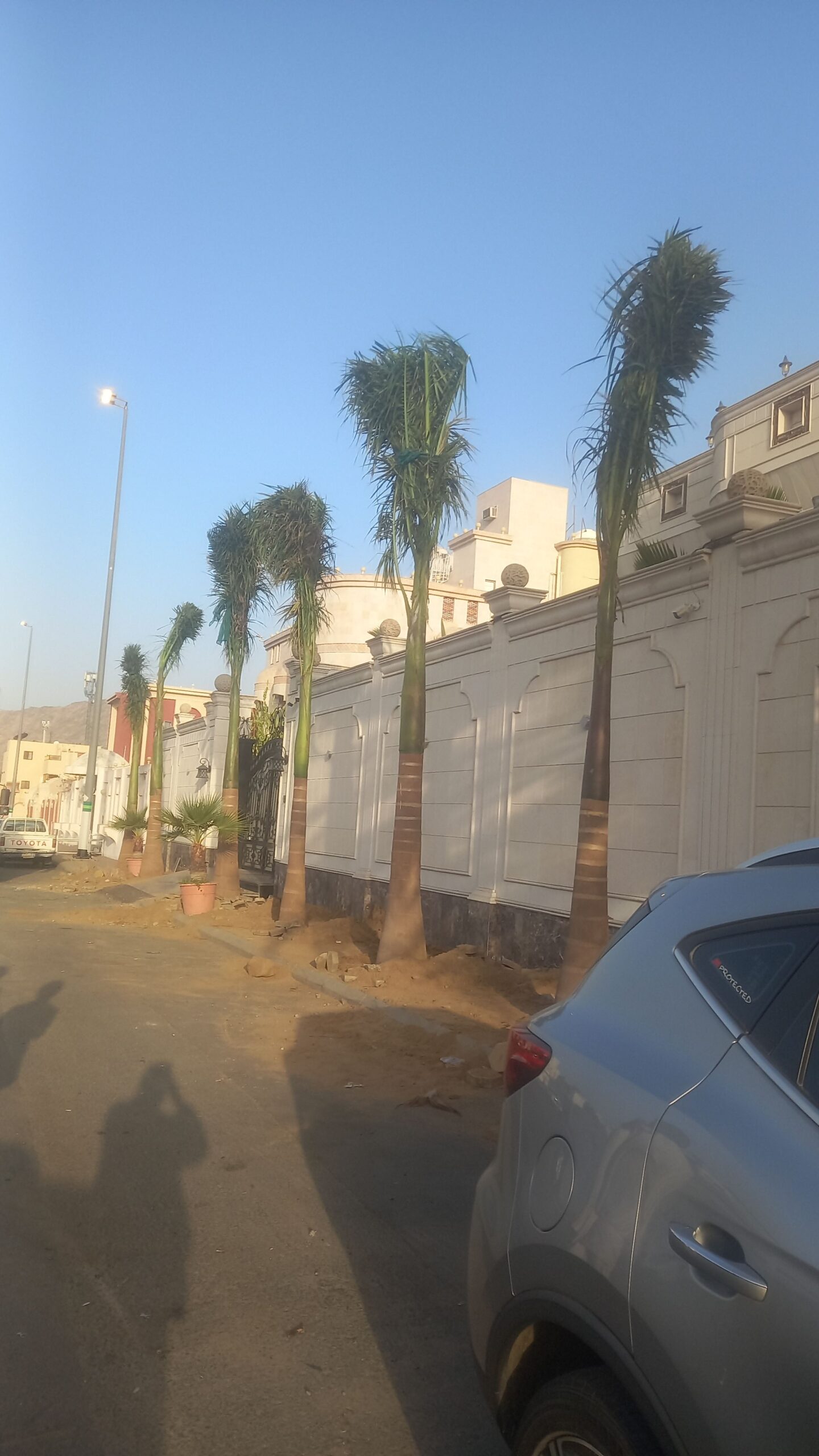 نخيل للبيع بجميع انواعه ومقاساته