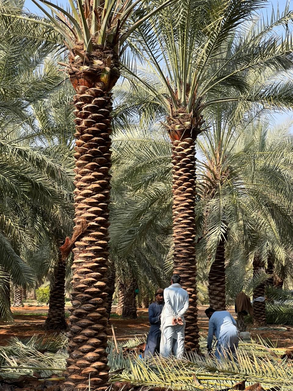 نخل للبيع بجميع انواعه ومقاساته