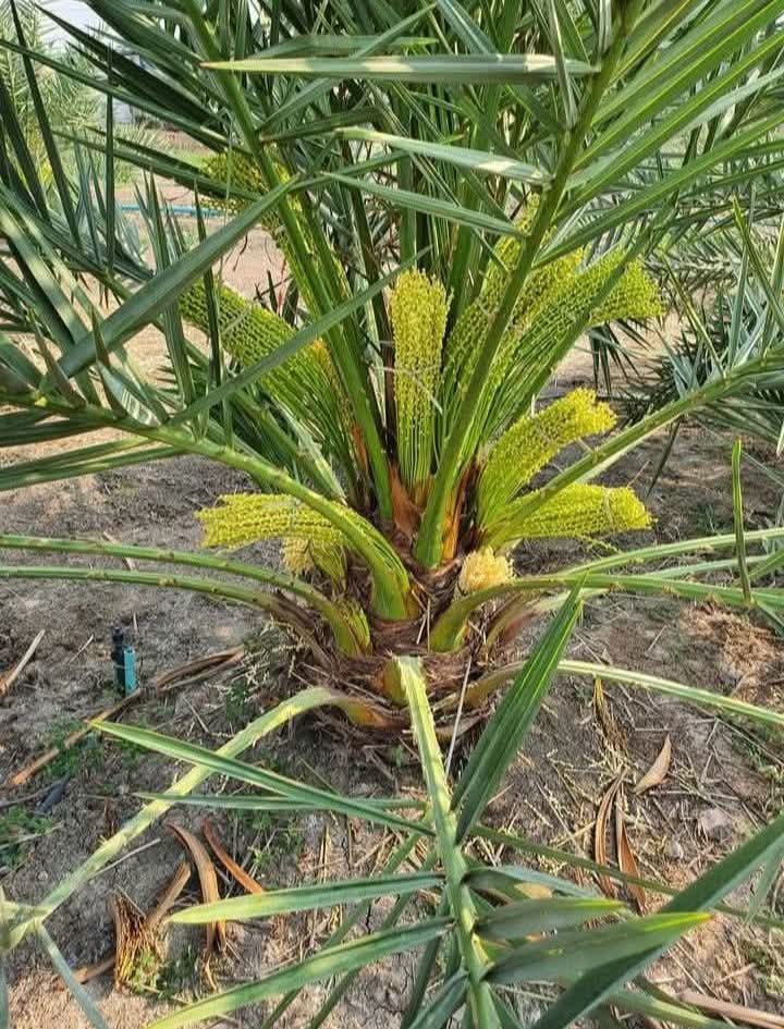 نخيل للبيع عربي مثمر وزينه واشنطني ملوكي