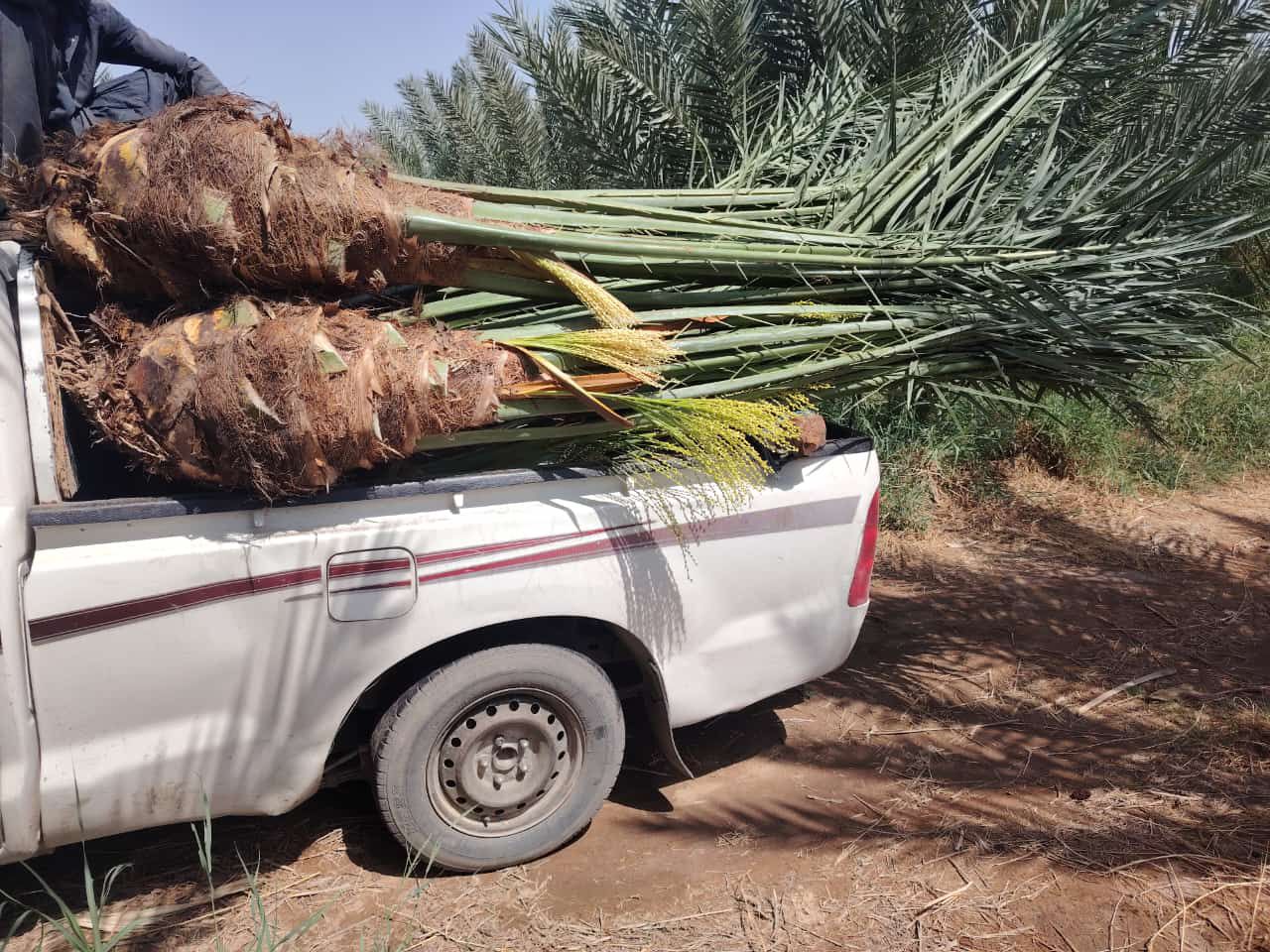 نخيل للبيع بجميع انواعه ومقاساته