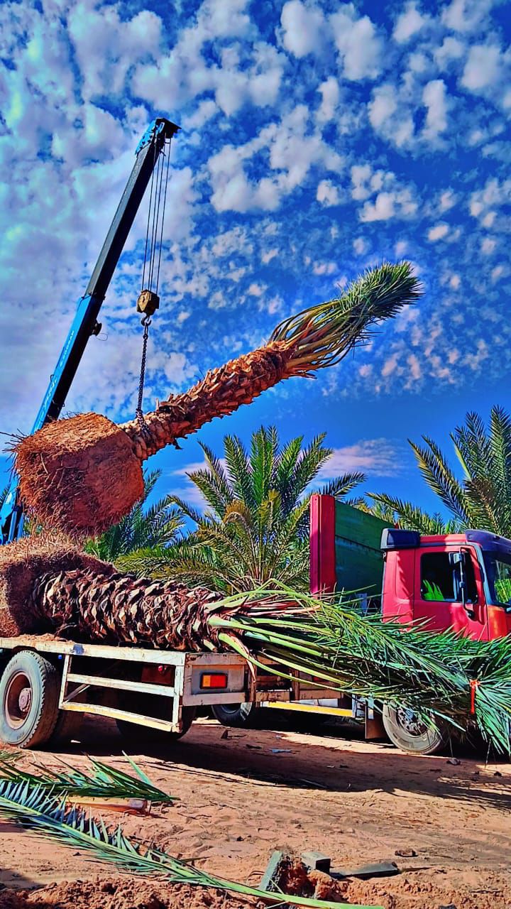 نخيل للبيع عربي مثمر وزينه واشنطني ملوكي