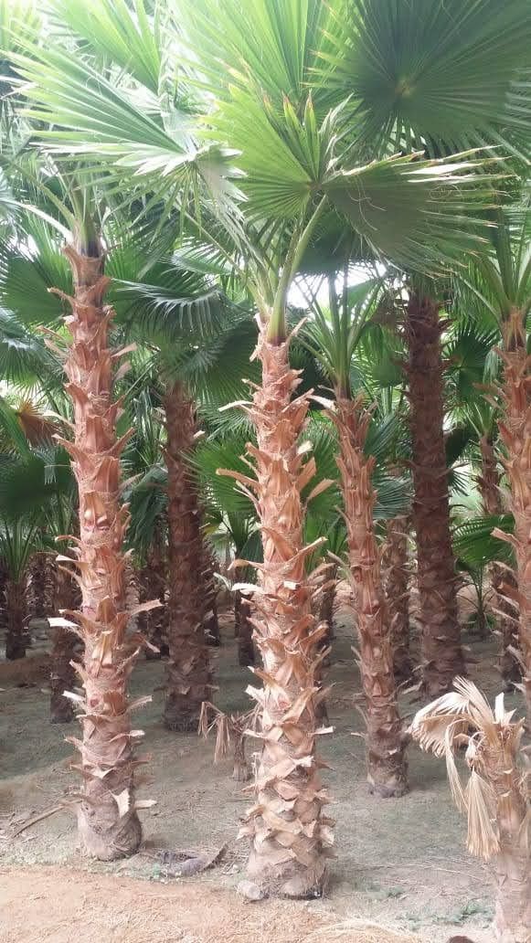 توريد جميع انواع النخيل الزينة والمثمره وتوريد وتر