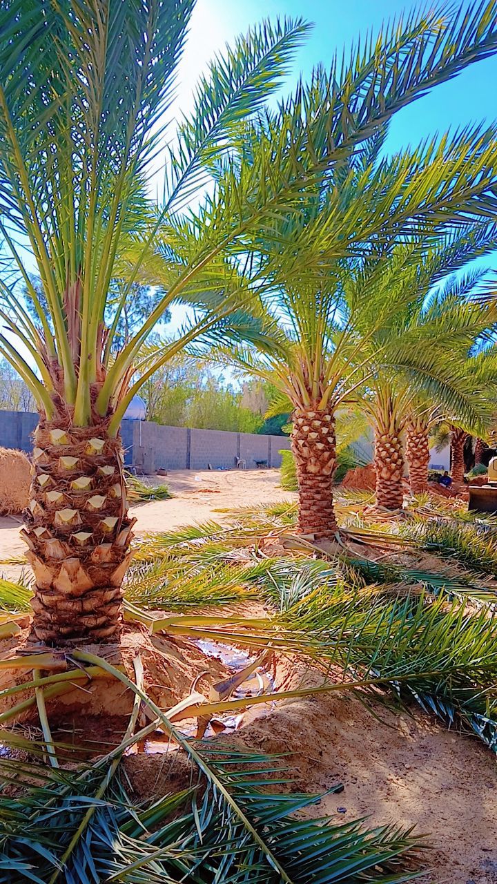 نخيل للبيع عربي مثمر وزينه واشنطني ملوكي