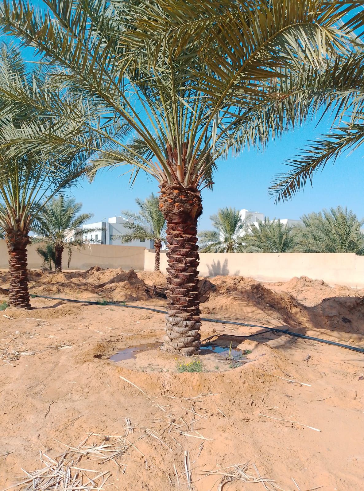 نخيل للبيع بجميع انواعه ومقاساته