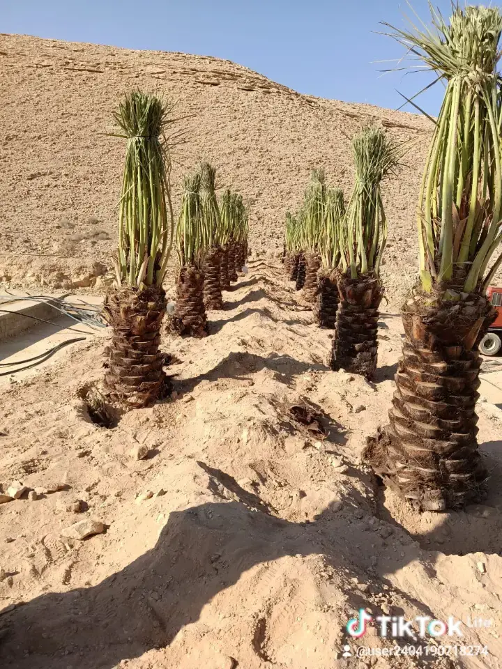 توريد جميع انواع النخيل الزينة والمثمره وتوريد وتر