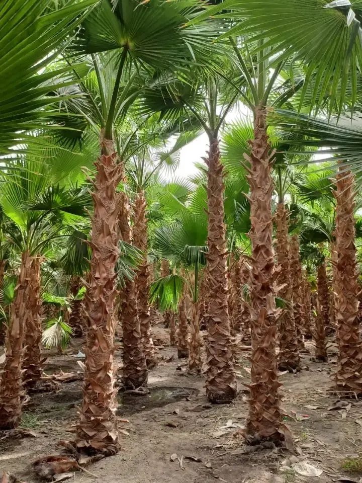 توريد جميع انواع النخيل الزينة والمثمره وتوريد وتر