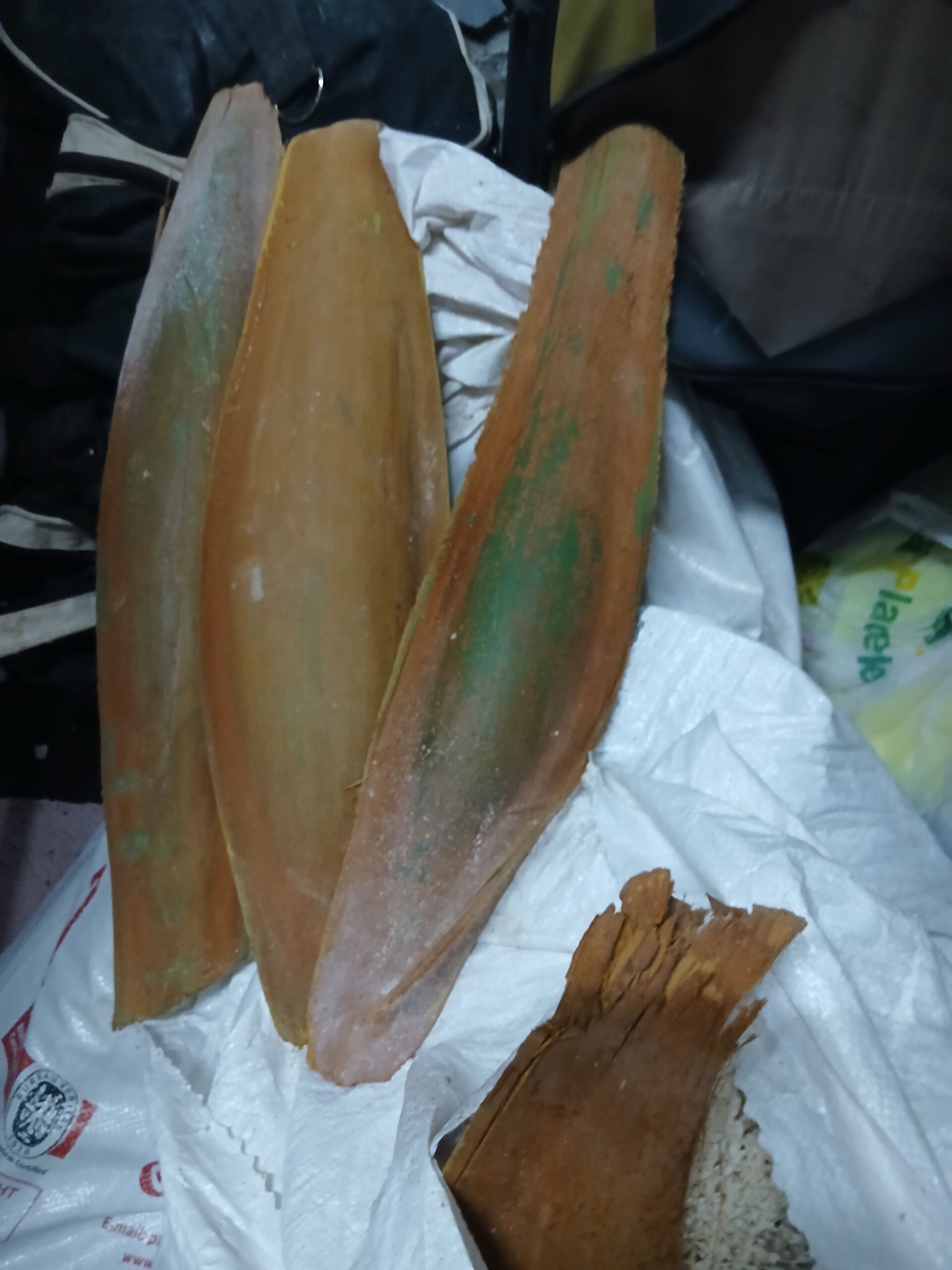 لقاح النخله الواحده 100 ريال شراء القرف الواحد ب 5