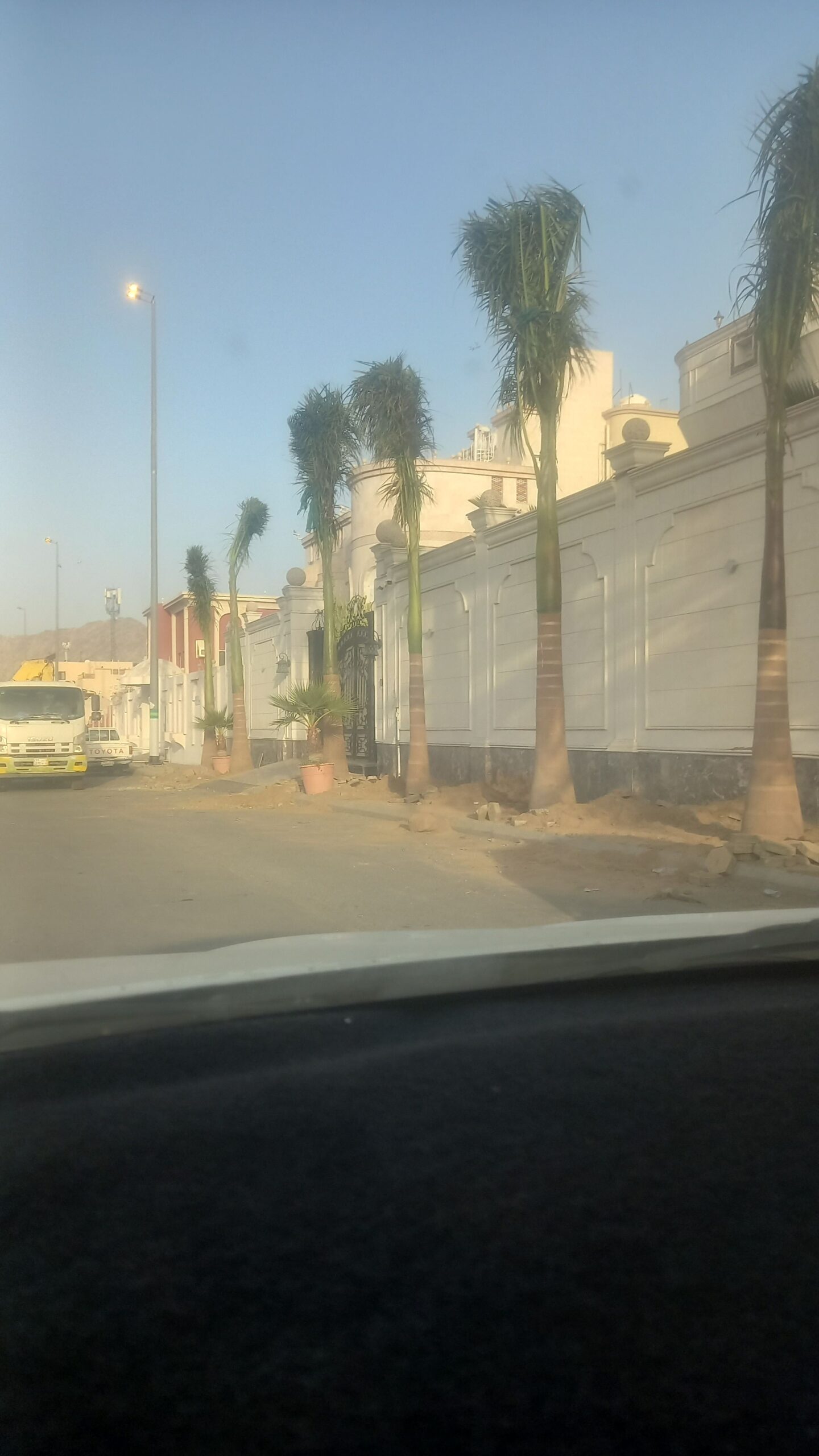 نخيل للبيع بجميع انواعه ومقاساته