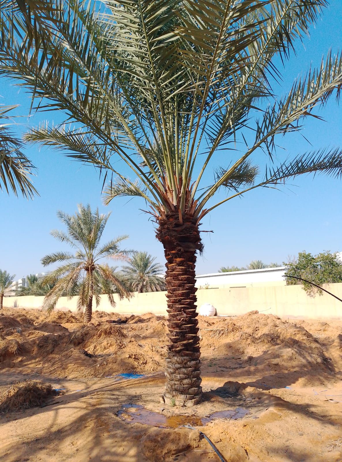 نخيل للبيع بجميع انواعه ومقاساته