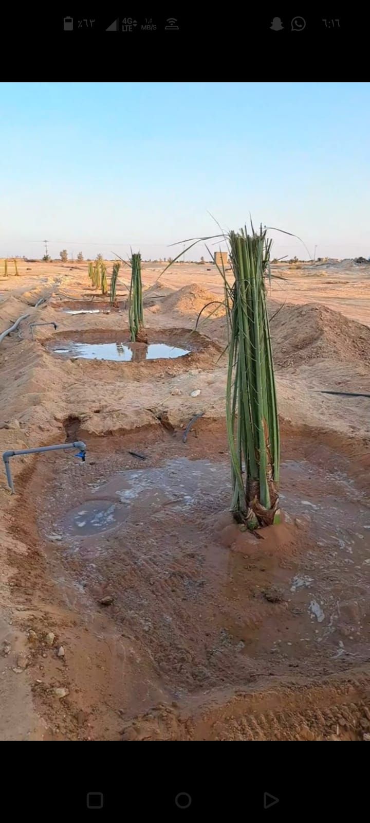 فراخه وجثايث وفسايل طيبه