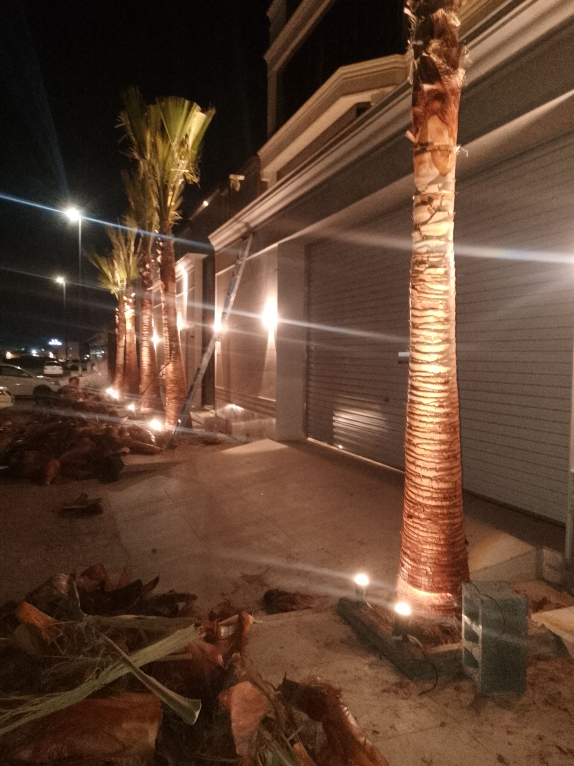 تكريب نخيل وواشنطونيا وتنسيق الحدائق