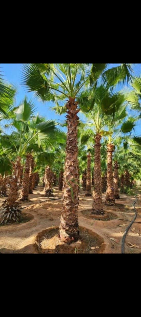 نخيل للبيع عربي مثمر وزينه واشنطني ملوكي