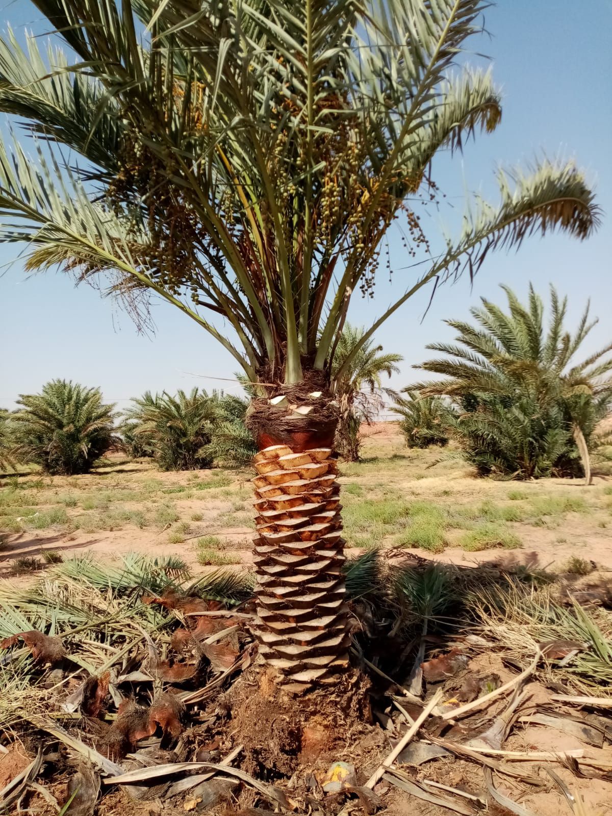 نخيل للبيع عربي مثمر وزينه واشنطني ملوكي