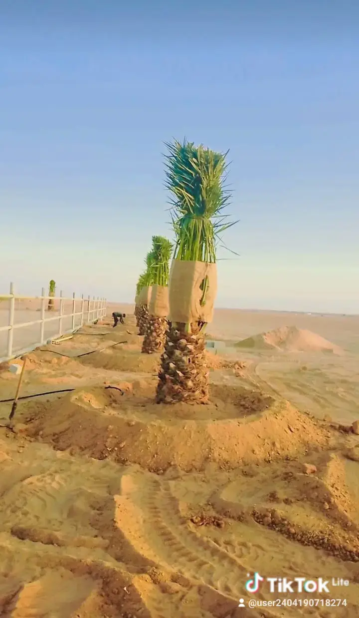 توريد جميع انواع النخيل الزينة والمثمره وتوريد وتر