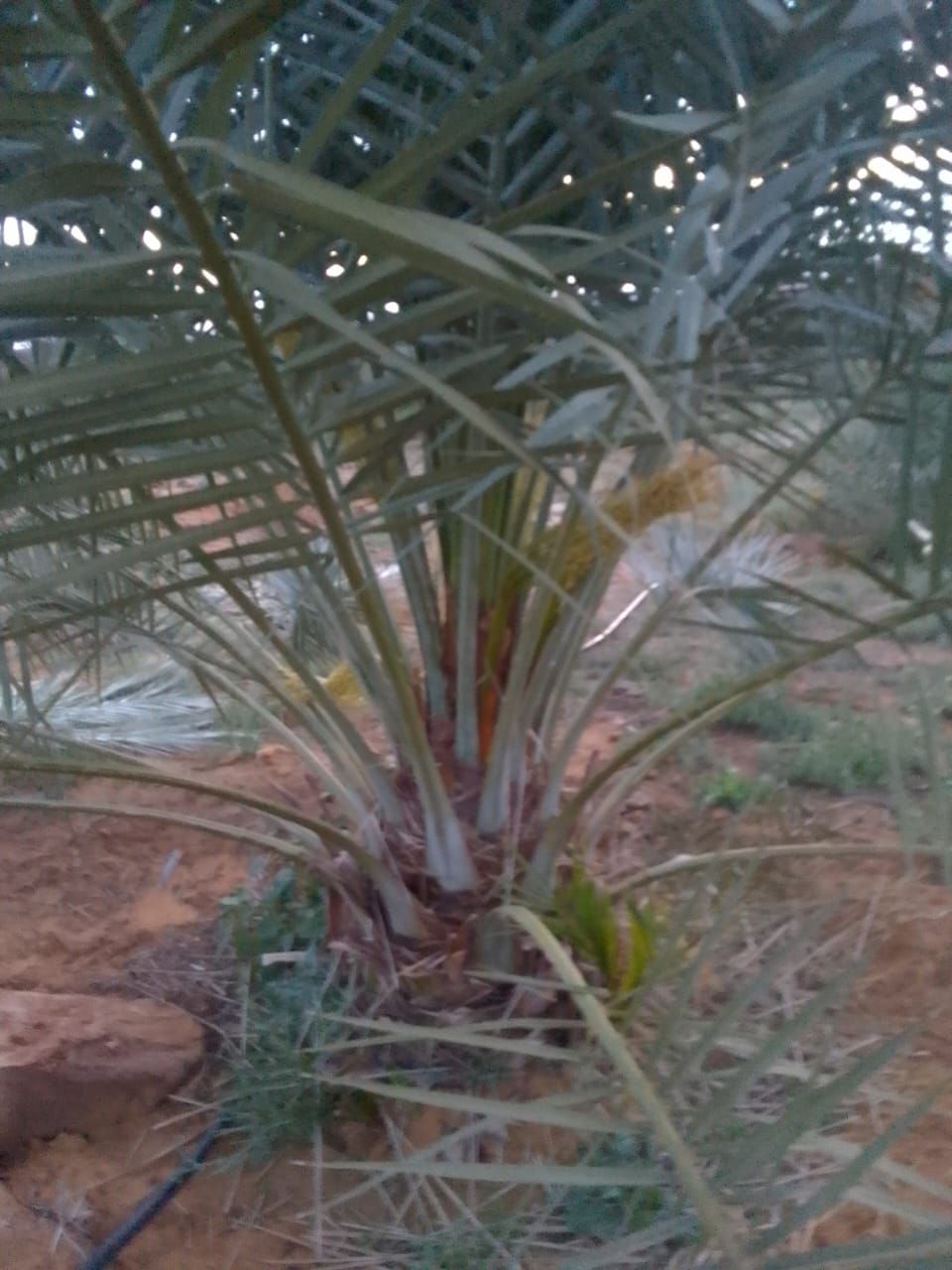 فراخه وجثايث وفسايل طيبه