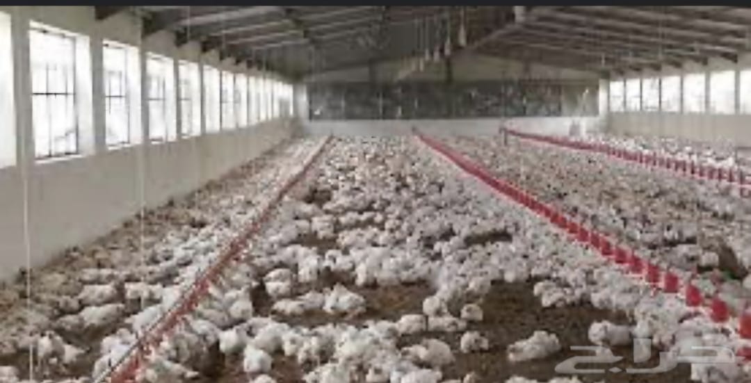 مقاول حظائر دواجن