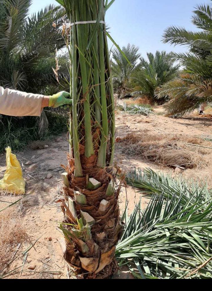 فراخه وجثايث وفسايل طيبه