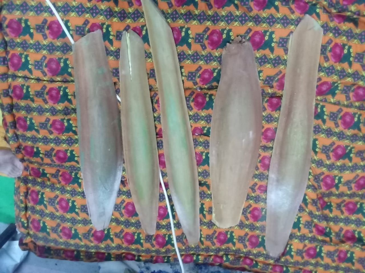 لقاح النخله الواحده 100 ريال شراء القرف الواحد ب 5