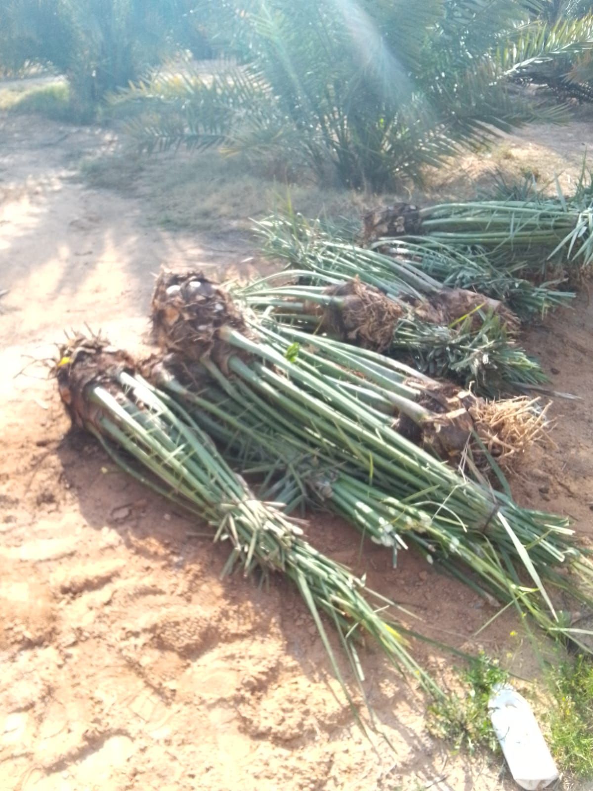 فراخه وجثايث وفسايل طيبه