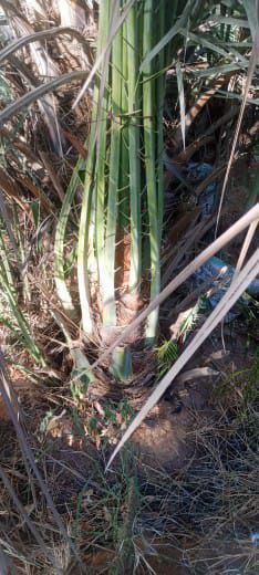 فراخه وجثايث كبار