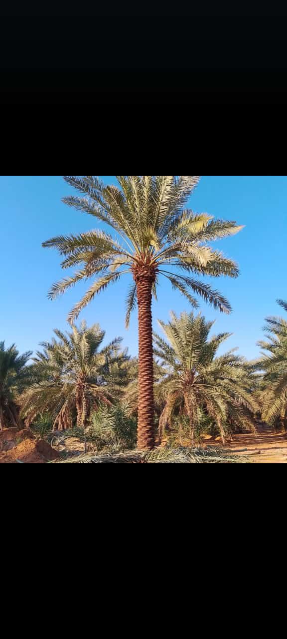 نخل للبيع بجميع انواعه ومقاساته