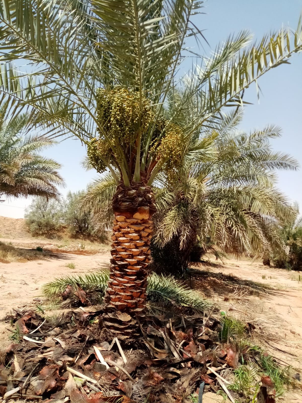 نخيل للبيع عربي مثمر وزينه واشنطني ملوكي