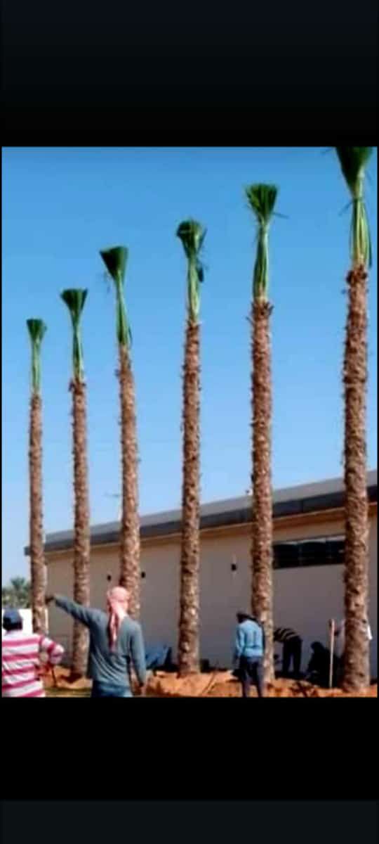 نخيل للبيع عربي مثمر وزينه واشنطني ملوكي